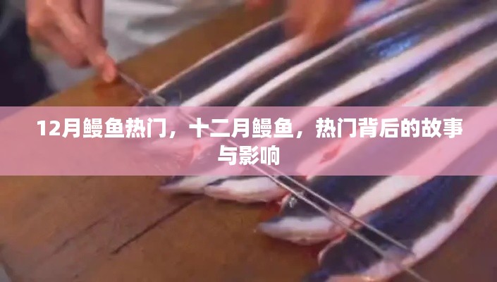 十二月鰻魚熱潮，背后的故事與深遠(yuǎn)影響