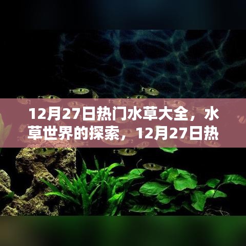 12月27日熱門水草品種深度解析，水草世界的奧秘與觀點(diǎn)碰撞