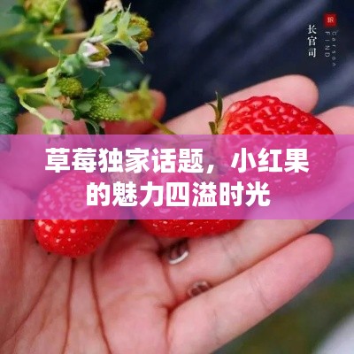 草莓獨家話題，小紅果的魅力四溢時光