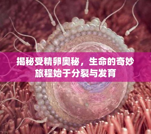 揭秘受精卵奧秘，生命的奇妙旅程始于分裂與發(fā)育