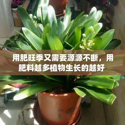 用肥旺季又需要源源不斷，用肥料越多植物生長(zhǎng)的越好 