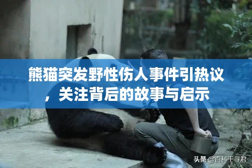 熊貓突發(fā)野性傷人事件引熱議，關(guān)注背后的故事與啟示