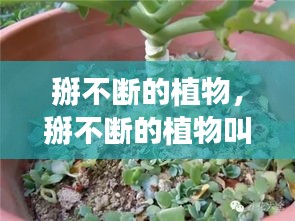 掰不斷的植物，掰不斷的植物叫紅什么 