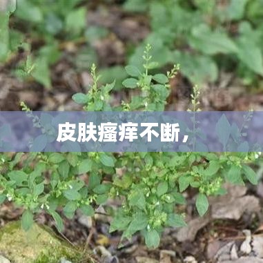皮膚瘙癢不斷， 