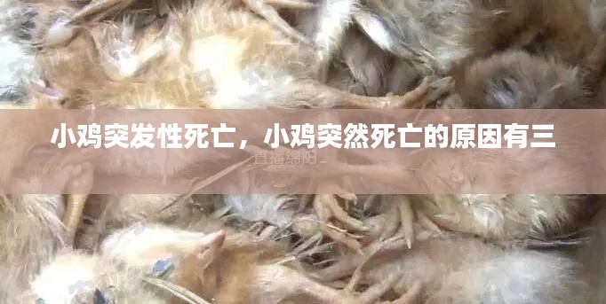 小雞突發(fā)性死亡，小雞突然死亡的原因有三 
