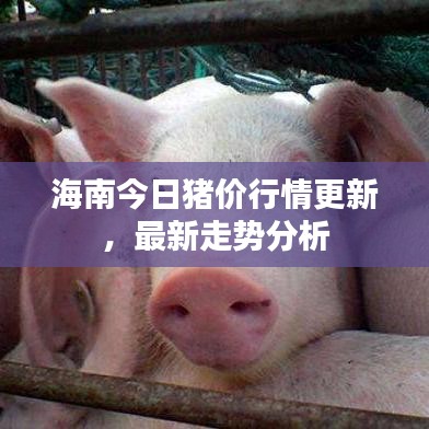 海南今日豬價行情更新，最新走勢分析