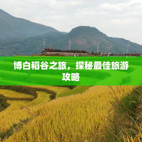博白稻谷之旅，探秘最佳旅游攻略
