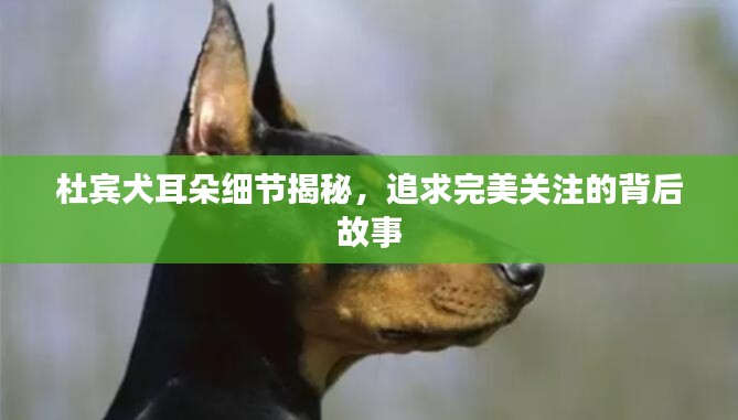 杜賓犬耳朵細(xì)節(jié)揭秘，追求完美關(guān)注的背后故事