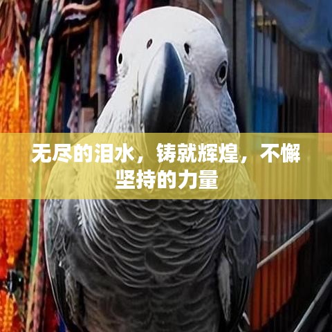 無盡的淚水，鑄就輝煌，不懈堅(jiān)持的力量