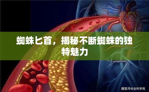 蜘蛛匕首，揭秘不斷蜘蛛的獨(dú)特魅力