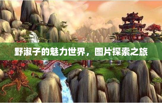 野淑子的魅力世界，圖片探索之旅