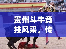 貴州斗牛競技風采，傳統(tǒng)運動的榮耀與傳承，世界排名揭曉！