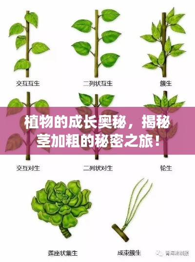 植物的成長奧秘，揭秘莖加粗的秘密之旅！