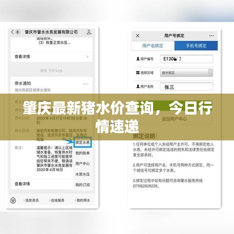肇慶最新豬水價(jià)查詢，今日行情速遞