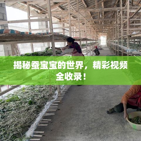 揭秘蠶寶寶的世界，精彩視頻全收錄！