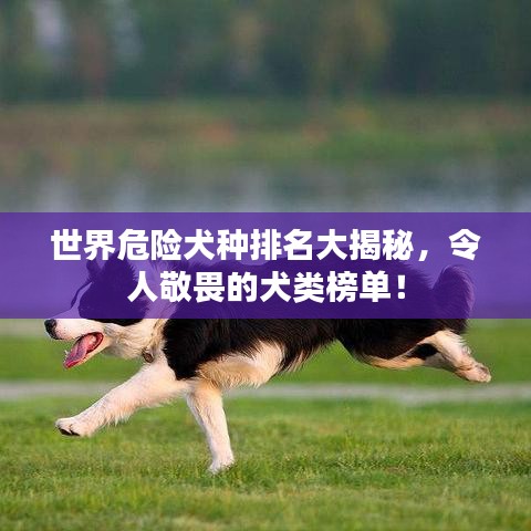 世界危險犬種排名大揭秘，令人敬畏的犬類榜單！