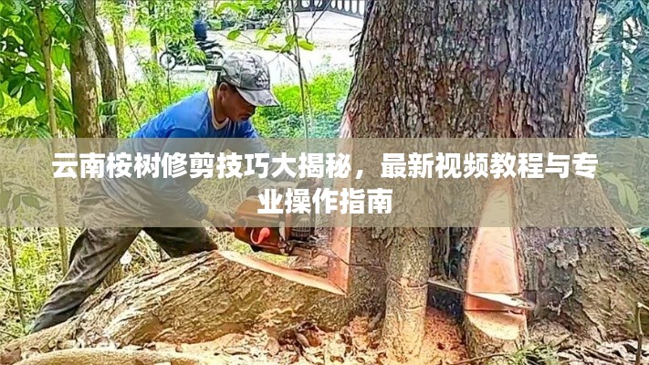 云南桉樹修剪技巧大揭秘，最新視頻教程與專業(yè)操作指南