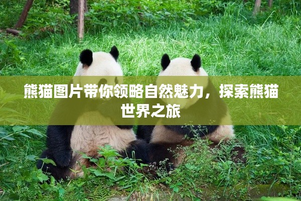 熊貓圖片帶你領(lǐng)略自然魅力，探索熊貓世界之旅