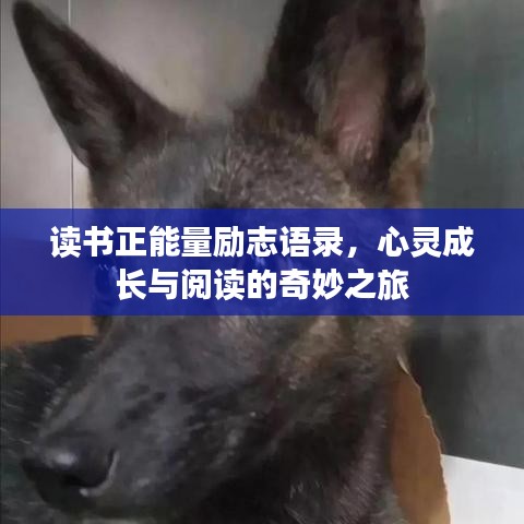 讀書正能量勵(lì)志語(yǔ)錄，心靈成長(zhǎng)與閱讀的奇妙之旅
