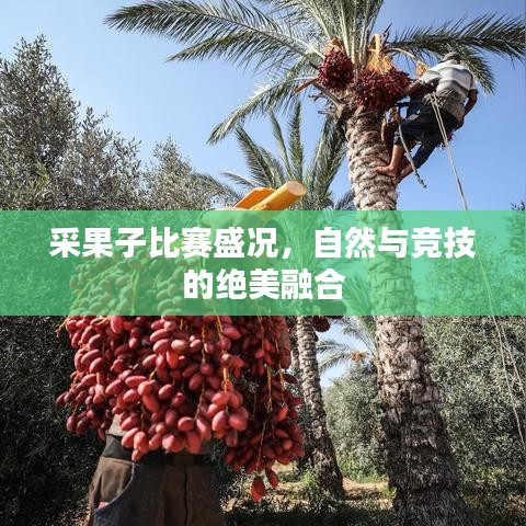 采果子比賽盛況，自然與競技的絕美融合