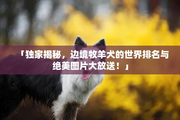 「獨(dú)家揭秘，邊境牧羊犬的世界排名與絕美圖片大放送！」