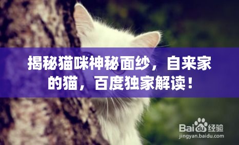 揭秘貓咪神秘面紗，自來家的貓，百度獨(dú)家解讀！