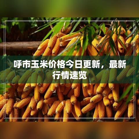 呼市玉米價(jià)格今日更新，最新行情速覽