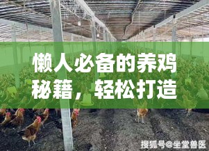 懶人必備的養(yǎng)雞秘籍，輕松打造雞舍小天地（最新攻略）
