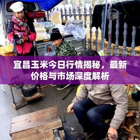 宜昌玉米今日行情揭秘，最新價格與市場深度解析