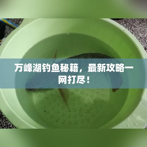 萬峰湖釣魚秘籍，最新攻略一網(wǎng)打盡！
