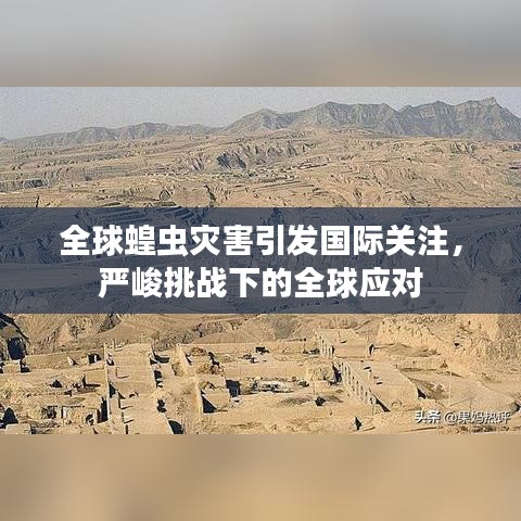 全球蝗蟲(chóng)災(zāi)害引發(fā)國(guó)際關(guān)注，嚴(yán)峻挑戰(zhàn)下的全球應(yīng)對(duì)