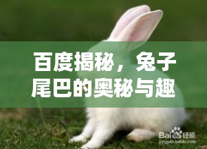 百度揭秘，兔子尾巴的奧秘與趣味！
